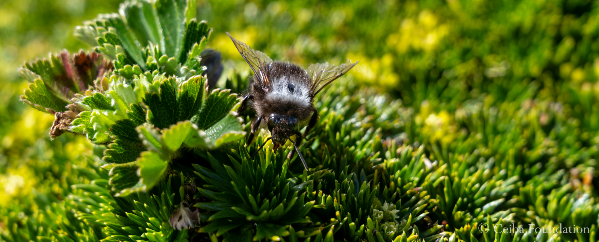 Bee on cushion plants
