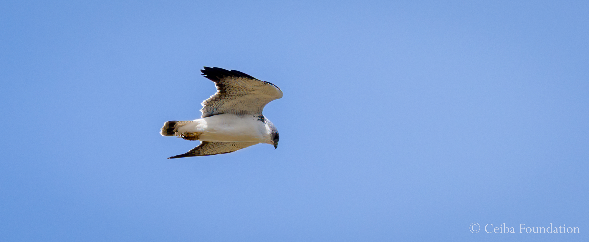 Variable Hawk